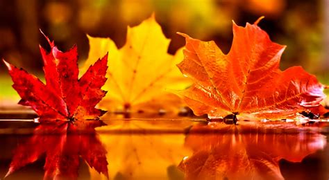 cute fall leaves wallpaper|beautiful fall leaves pictures.